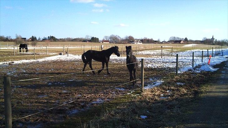 Barockpferd Ilano - Ilano 1 år, diva på 2 år billede 8