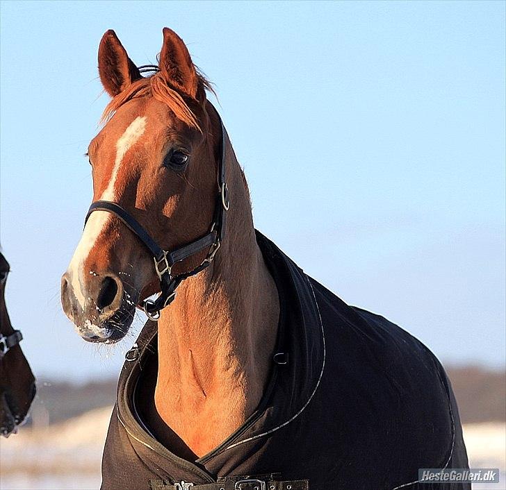 Dansk Varmblod playboy blitz  R.I.P - De sidste billeder af min gamle dreng,fra vinterne i år billede 1