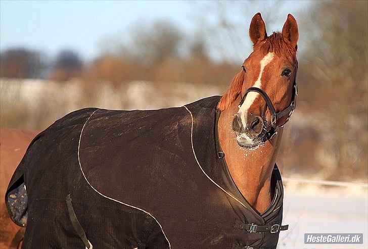 Dansk Varmblod playboy blitz  R.I.P - kommer til og savne ham :-( billede 13