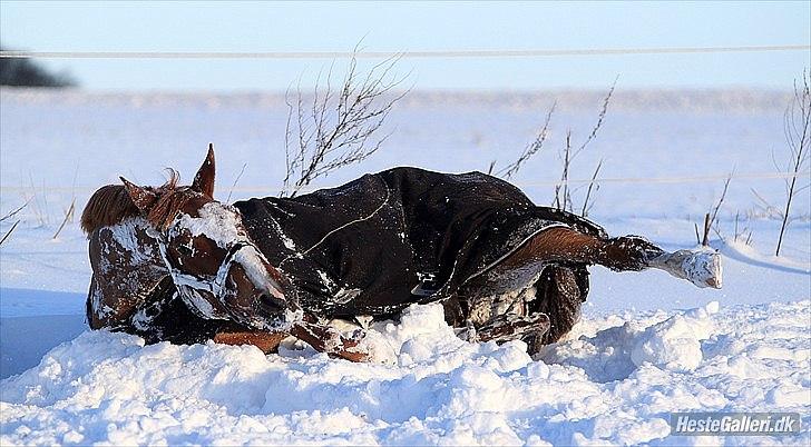 Dansk Varmblod playboy blitz  R.I.P billede 14