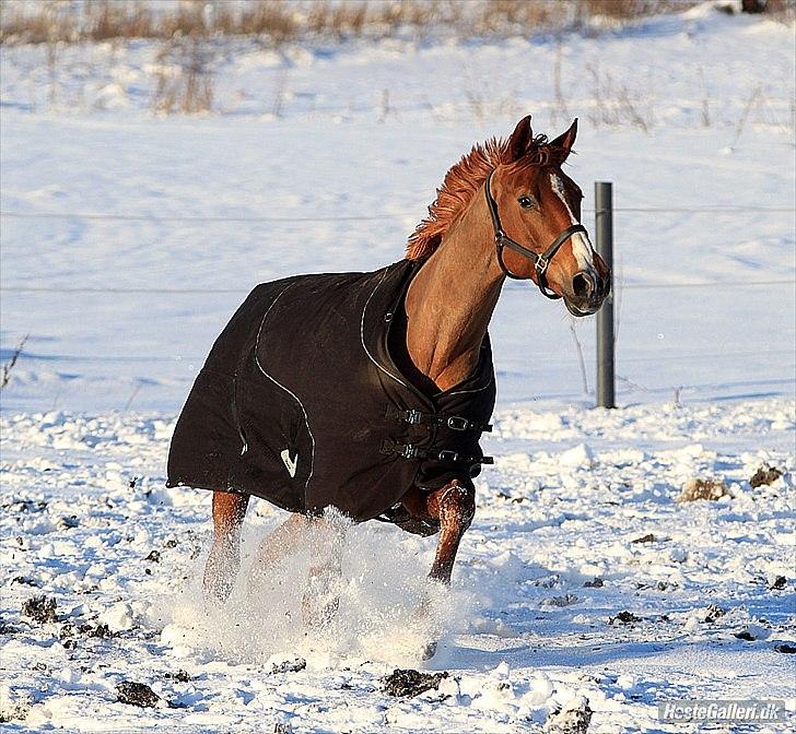 Dansk Varmblod playboy blitz  R.I.P billede 15