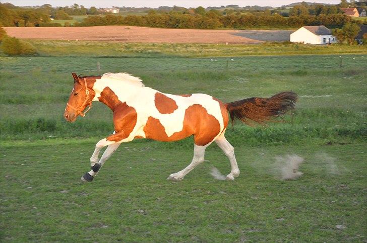 Pinto Lyvang's Playtime R.I.P. billede 20