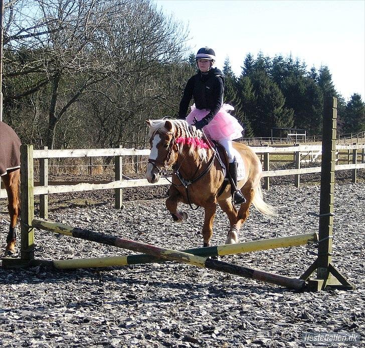 Haflinger Laura - Laf og jeg til fastelavnsstævne(: MARTS 2011 *Foto: Mie* billede 16