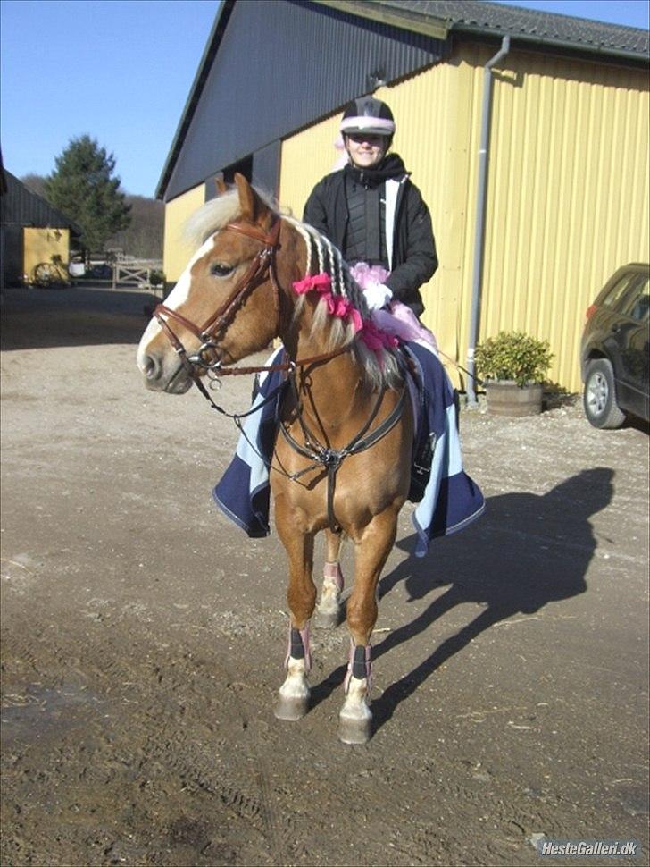 Haflinger Laura - Er vi ikke smukke som prinsesser? :D MARTS 2011 *Foto: Trine* billede 17
