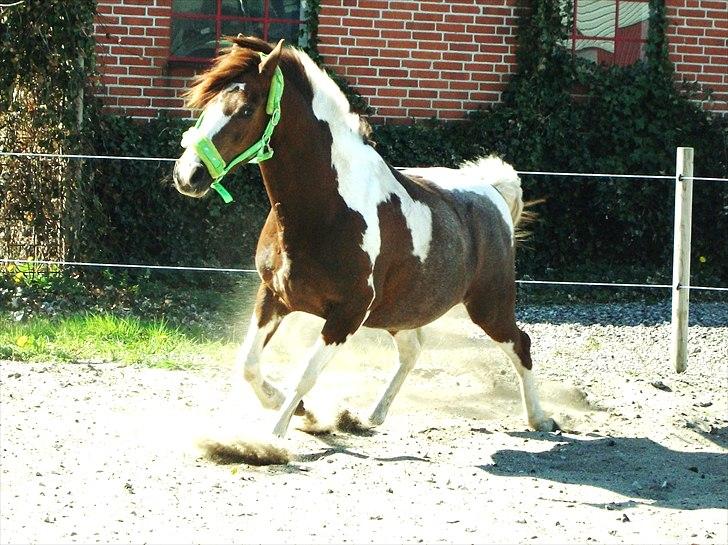 Pinto Emir (part) billede 8