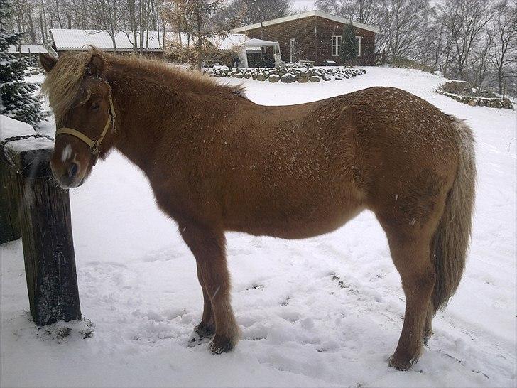 Islænder Röskva fra Skanderup (1992 - 2014) billede 2