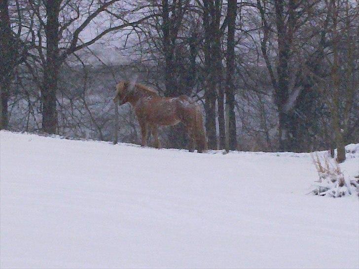 Islænder Röskva fra Skanderup (1992 - 2014) billede 3
