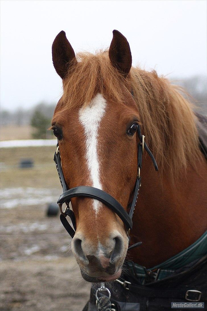 Anden særlig race Salsa - fotograf Mia Jørgensen billede 11