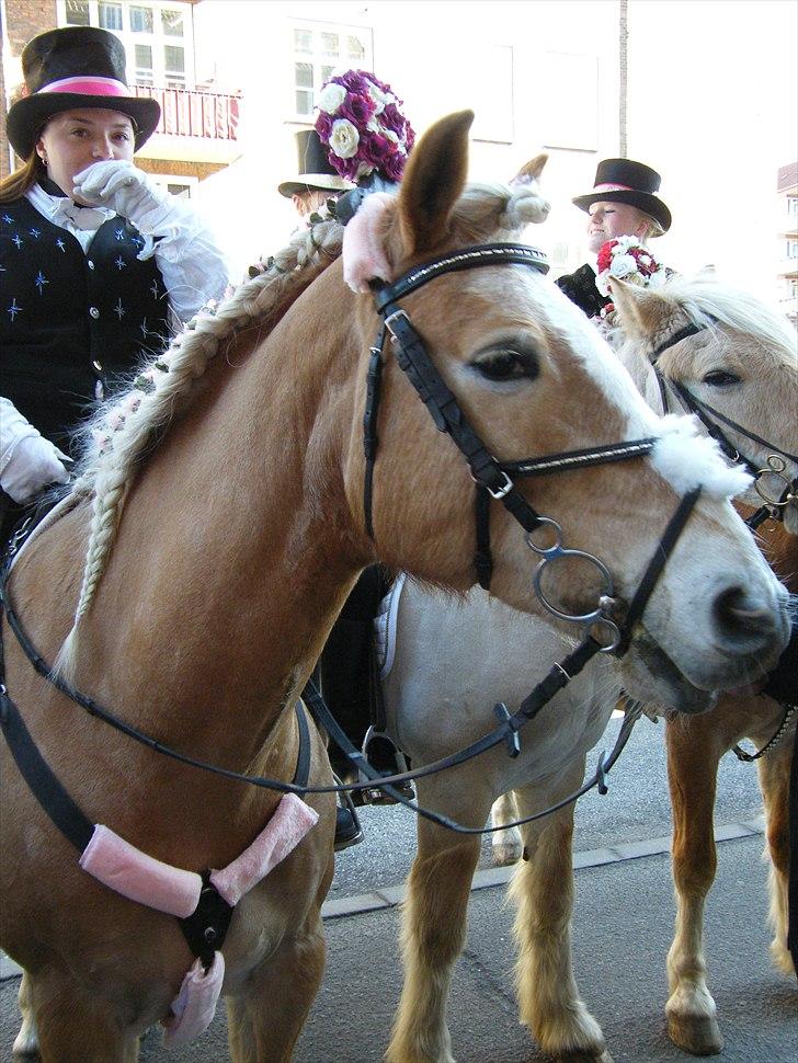 Tyroler Haflinger Kora Elghuset Tidl.part - Er jeg ikke fin? billede 13