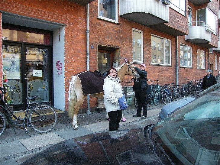Tyroler Haflinger Kora Elghuset Tidl.part - Kan jeg få mad inde i den opgang? billede 16