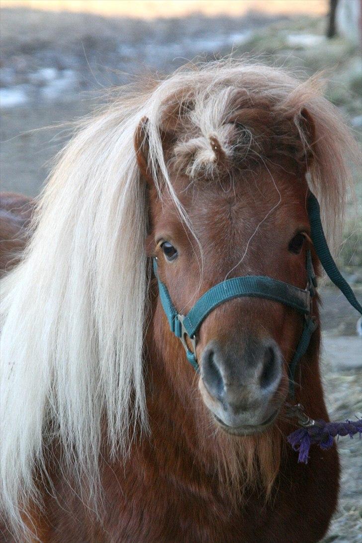 Shetlænder Lukas billede 6