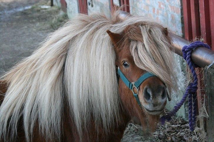 Shetlænder Lukas billede 7