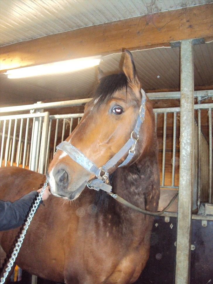 Anden særlig race Ocean billede 6