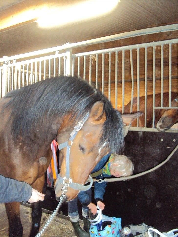 Anden særlig race Ocean billede 7