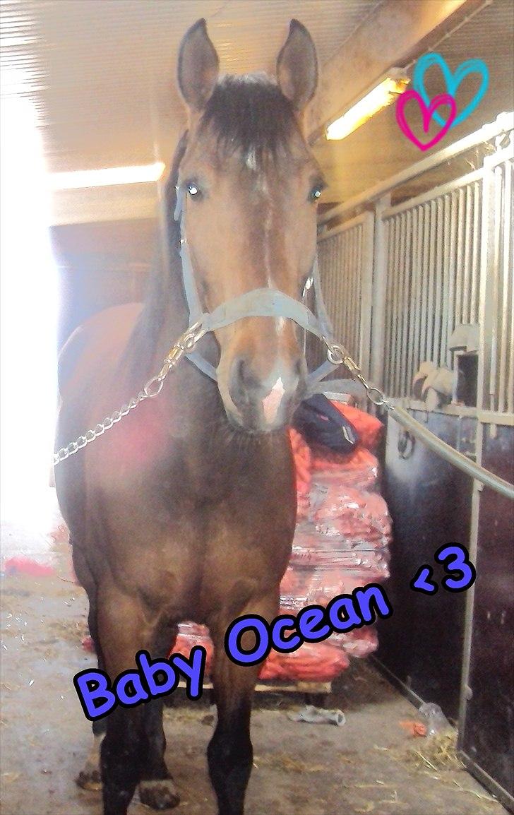 Anden særlig race Ocean billede 8