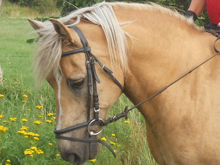 Haflinger Nassau billede 1