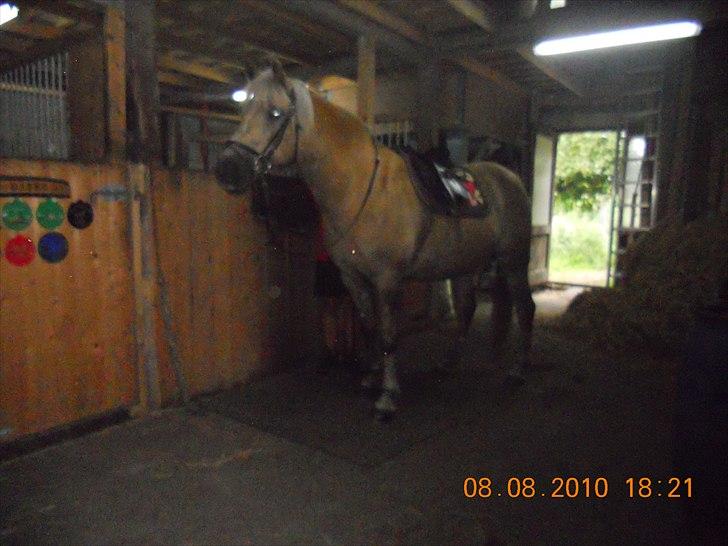 Haflinger Nassau billede 2