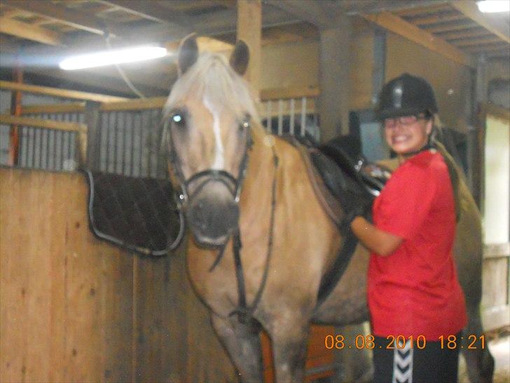 Haflinger Nassau billede 3