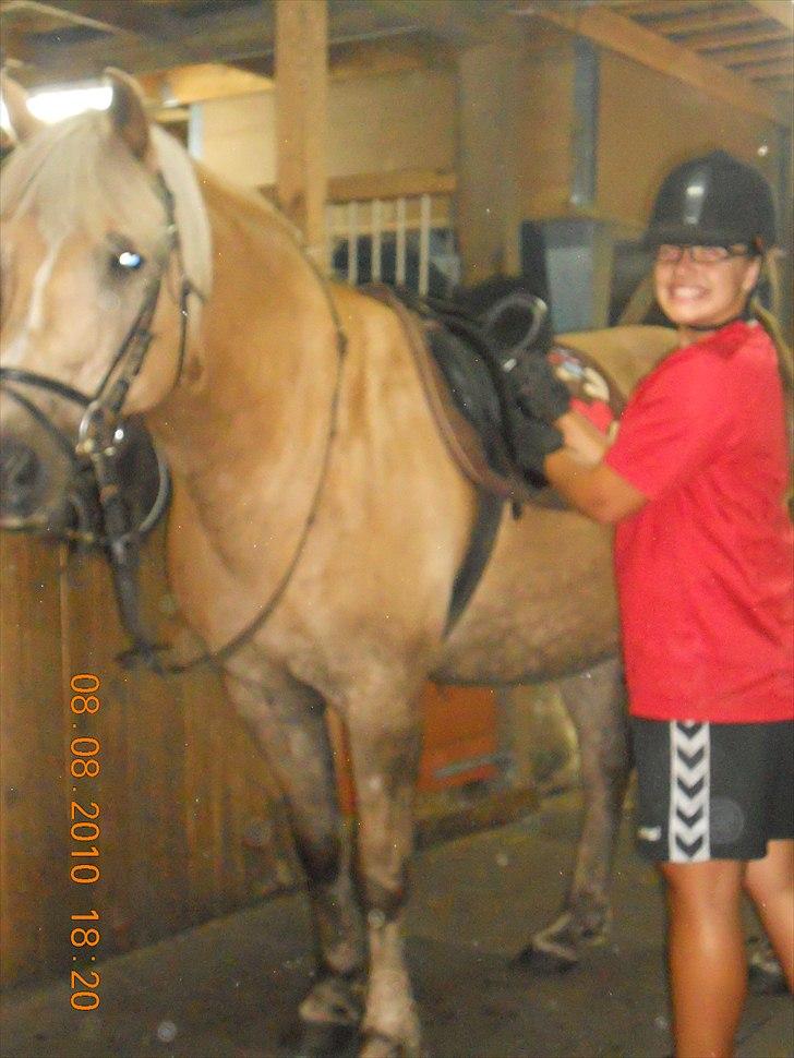 Haflinger Nassau billede 4