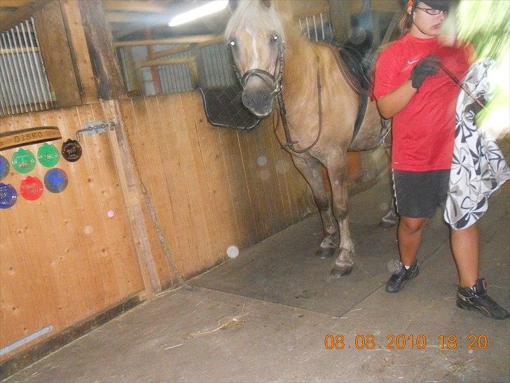 Haflinger Nassau billede 5