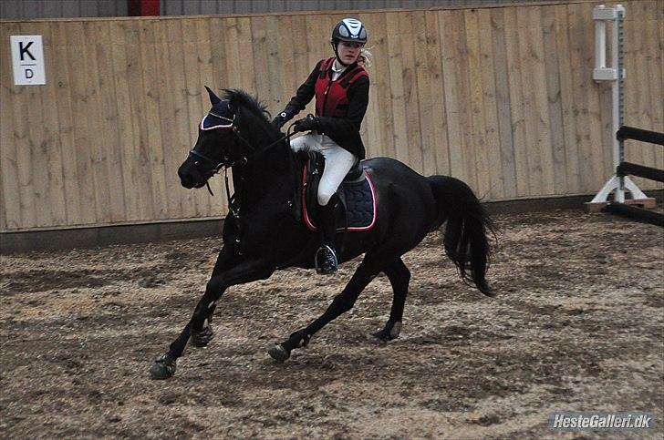 Welsh Pony af Cob-type (sec C) Tabaluga 167 - You are like a dream come true:i<33 billede 10
