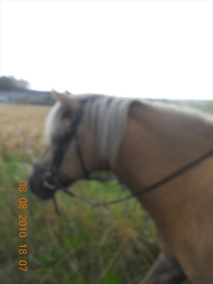 Haflinger Nassau billede 7