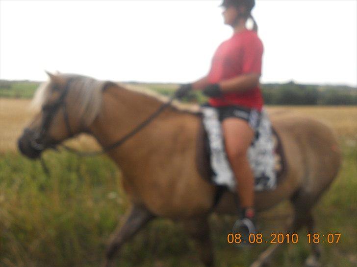 Haflinger Nassau billede 8