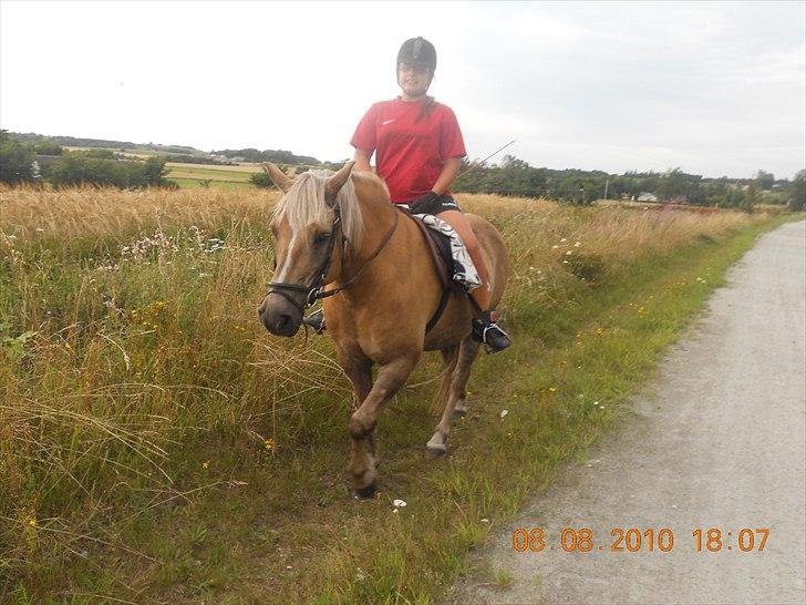 Haflinger Nassau billede 9