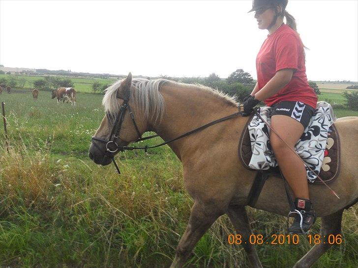 Haflinger Nassau billede 10