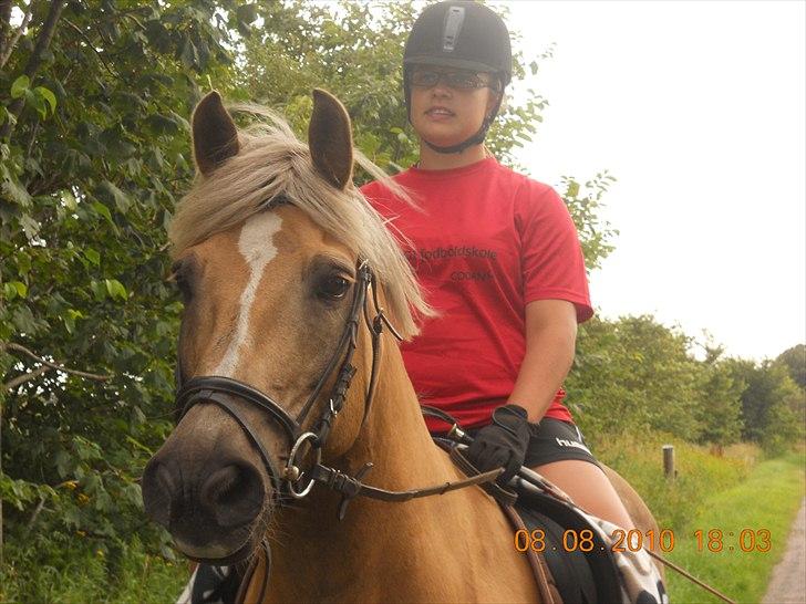 Haflinger Nassau billede 11