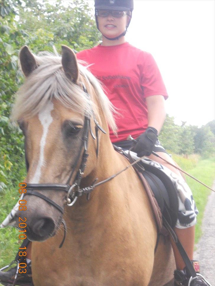 Haflinger Nassau billede 12