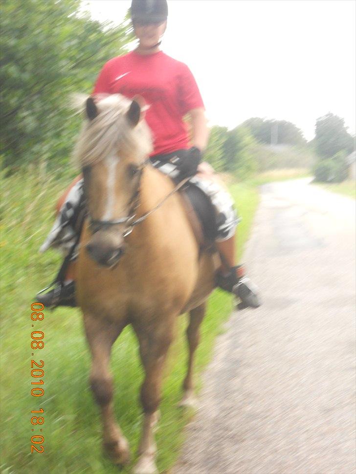 Haflinger Nassau billede 13