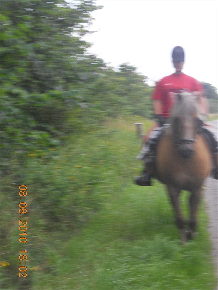 Haflinger Nassau billede 14