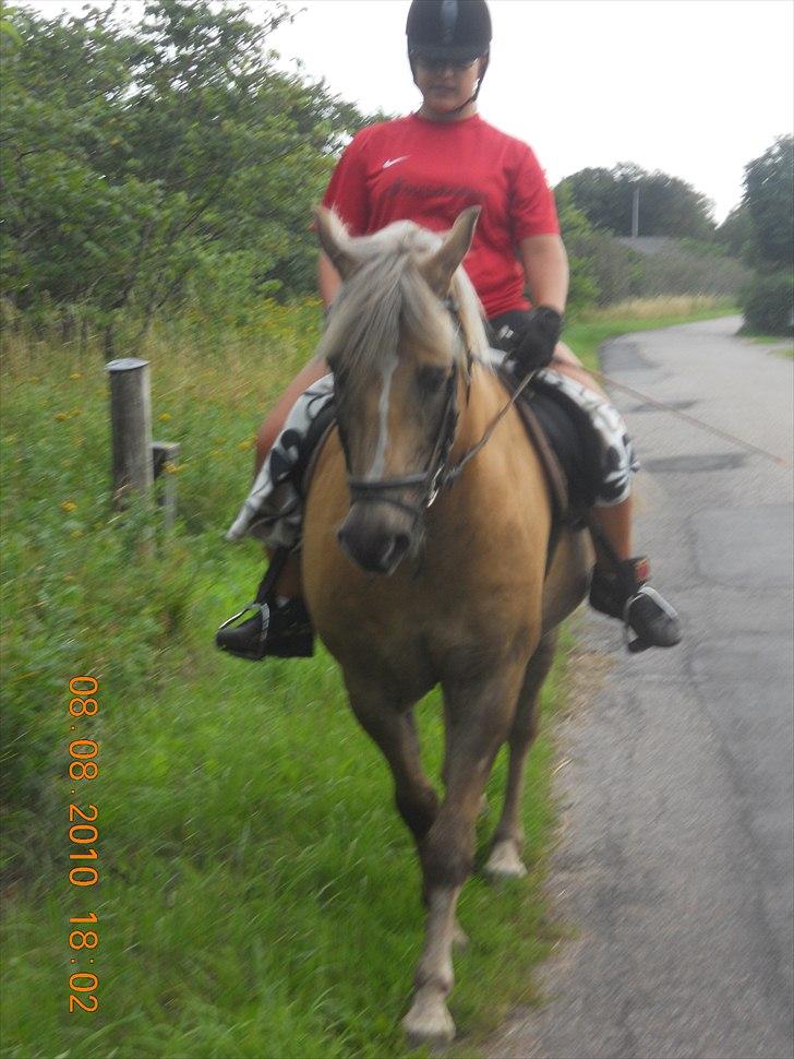 Haflinger Nassau billede 15