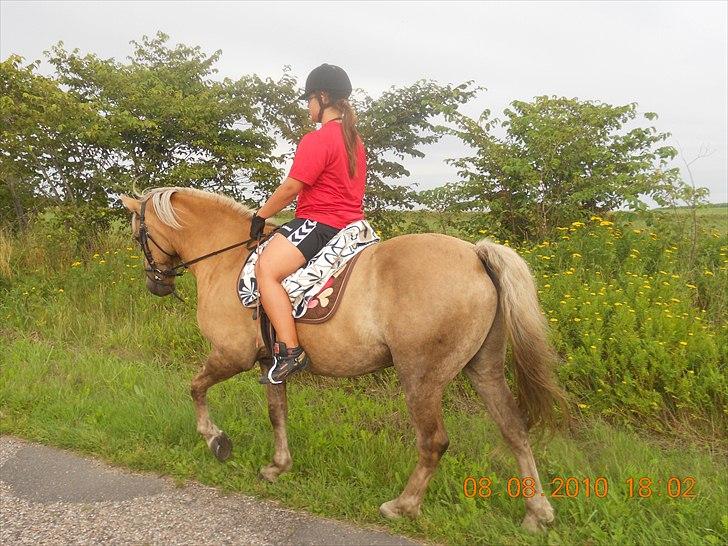 Haflinger Nassau billede 16