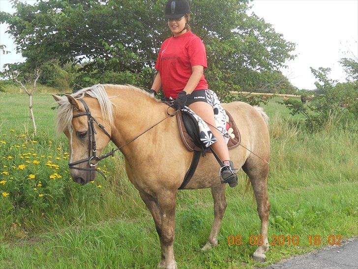 Haflinger Nassau billede 17