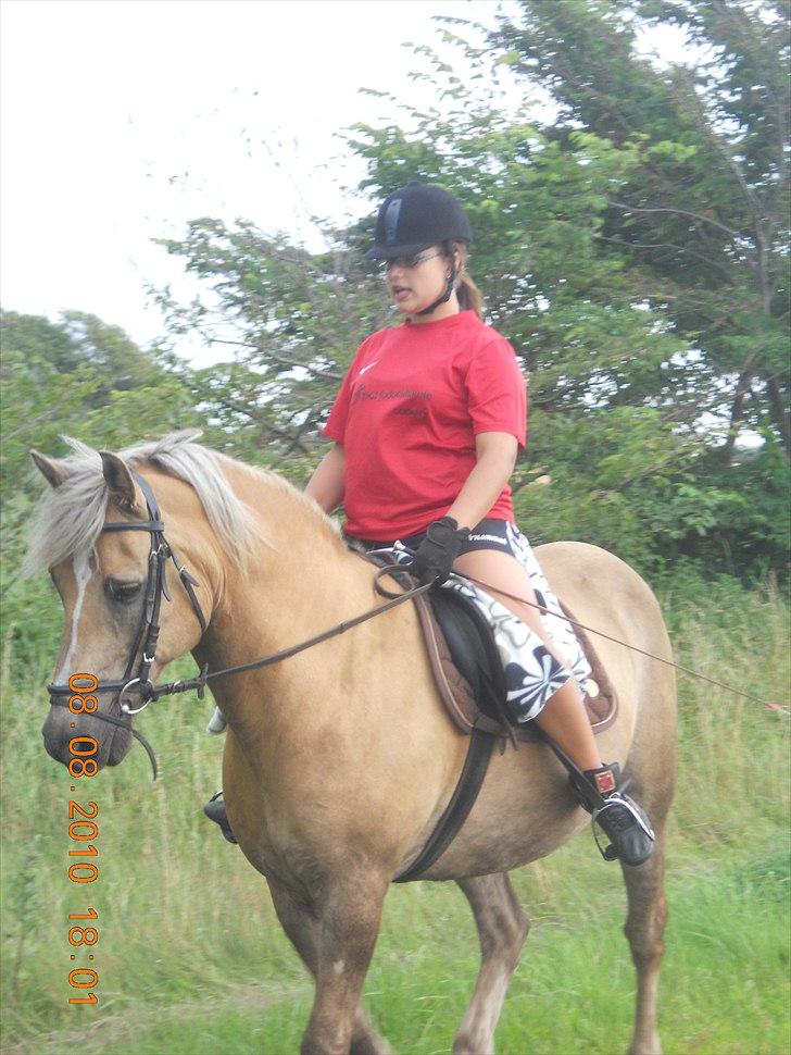 Haflinger Nassau billede 18