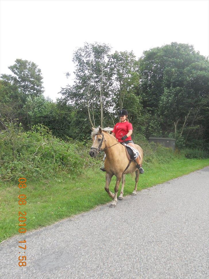 Haflinger Nassau billede 19