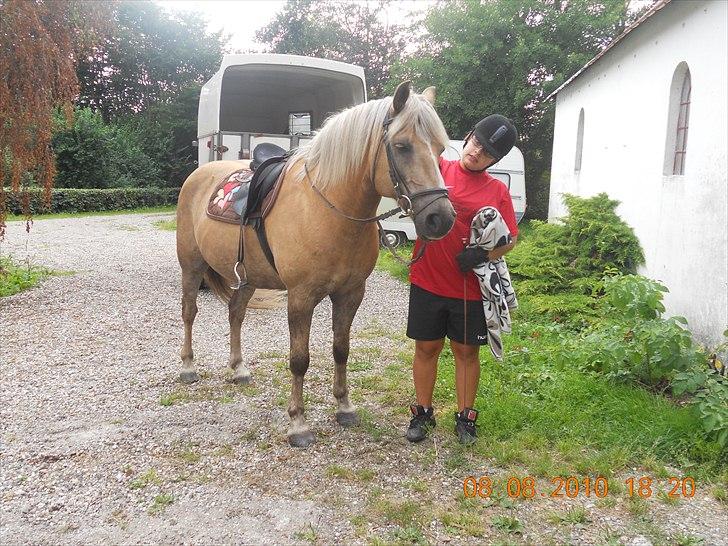 Haflinger Nassau billede 20