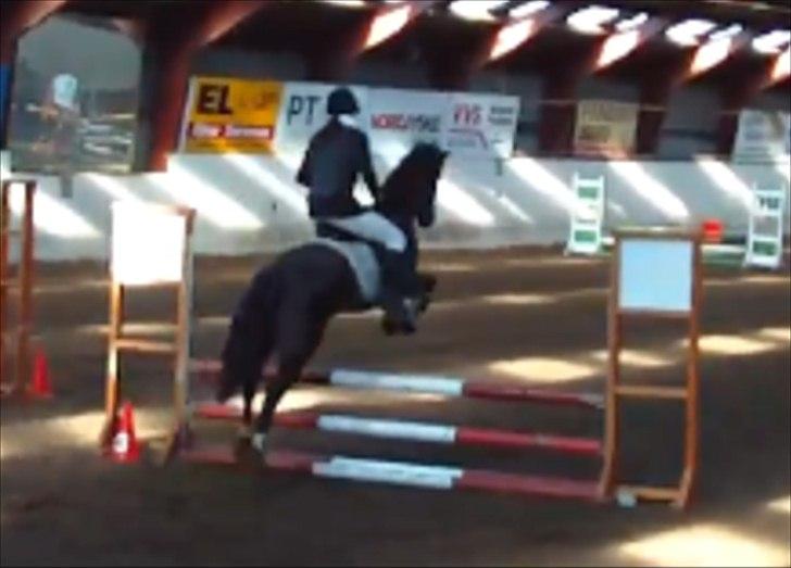 Anden særlig race Lundgaards Tiger Lili - SOLGT billede 11