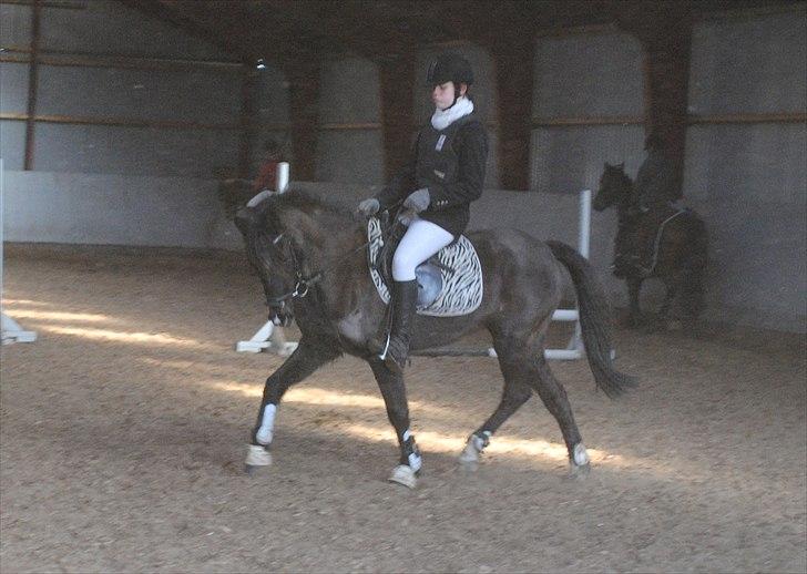 Anden særlig race Lundgaards Tiger Lili - SOLGT billede 12