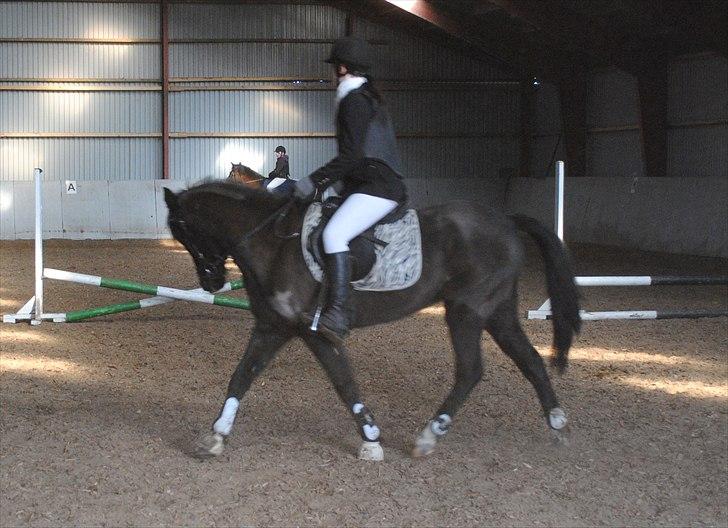 Anden særlig race Lundgaards Tiger Lili - SOLGT billede 13