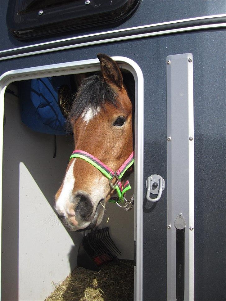 Anden særlig race Juncker. -  Ham den lækre i traileren. :D billede 10