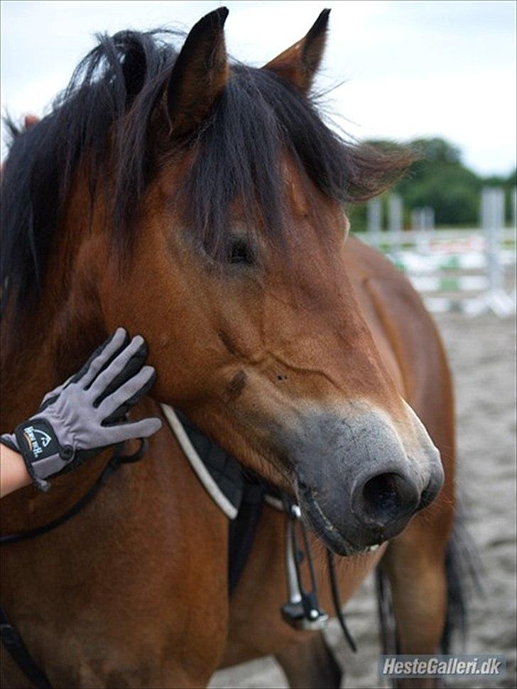 Gotlandsruss Bolina - Buller Bo :D billede 3