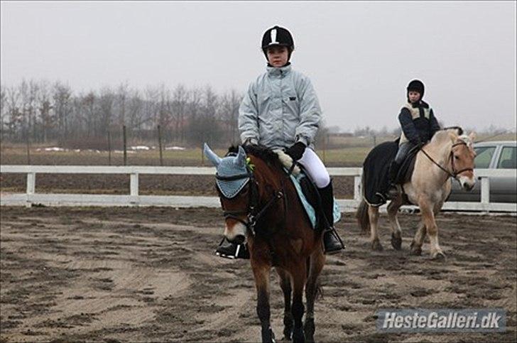 Gotlandsruss Bolina - Mig og Bolina varmer op til springcup :) billede 4