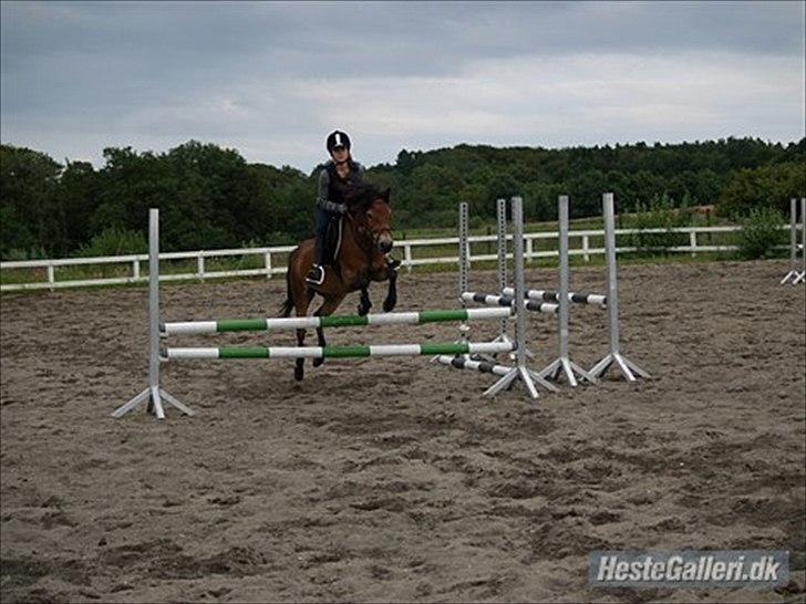 Gotlandsruss Bolina - Bolina og jeg springer :) billede 6