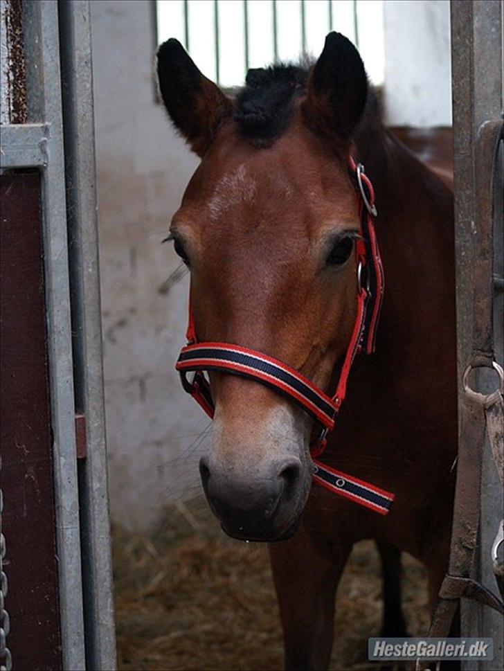 Gotlandsruss Bolina - Dejlige Bolina klar til stævne <3 billede 7