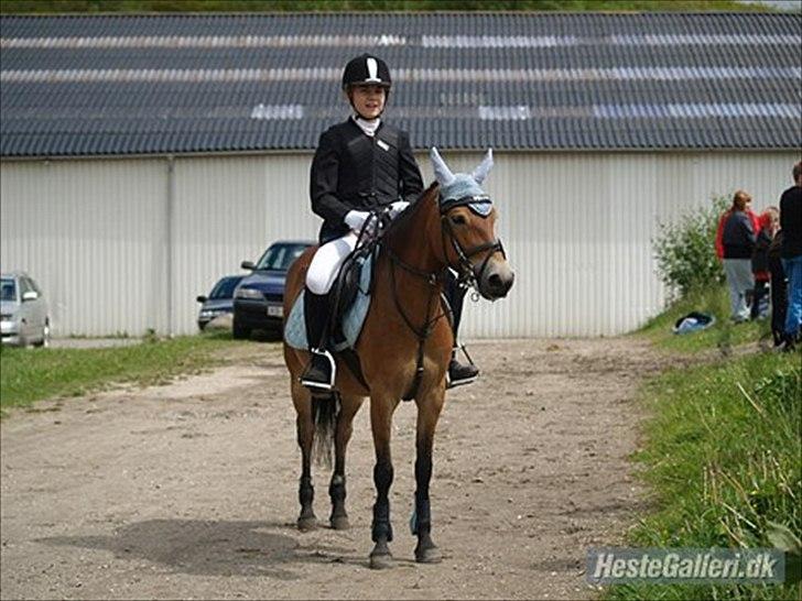 Gotlandsruss Bolina - Mig og Bolina. Jeg elsker dig <3 billede 12