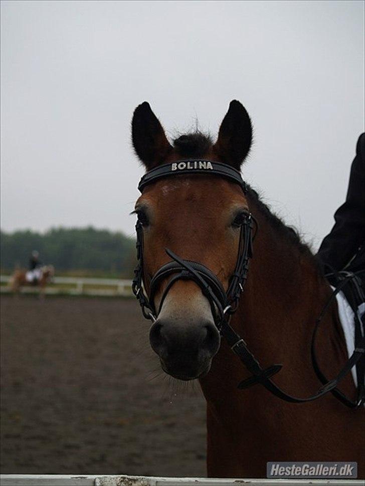 Gotlandsruss Bolina - Bolina den smukke <3 billede 17