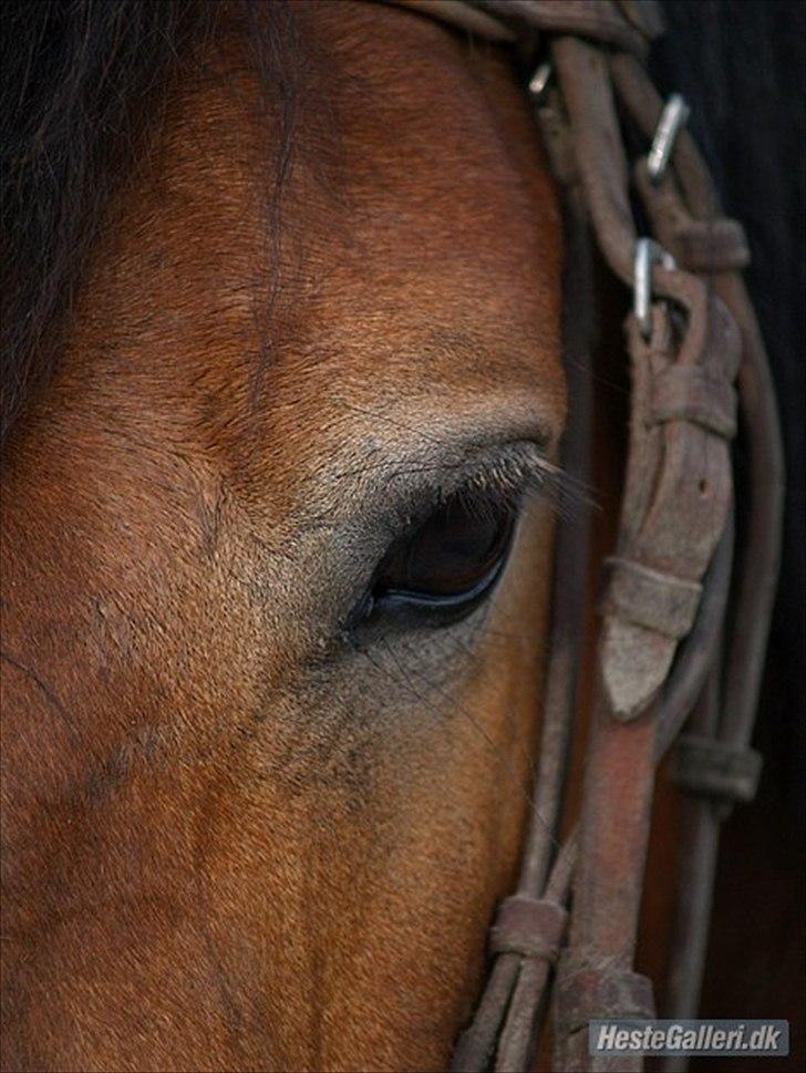 Gotlandsruss Bolina - Her er hendes smukke smukke øje :) billede 18